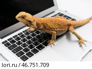 Яркая рыжая рептилия сидит на клавиатуре макбука. Стоковое фото, фотограф Алиса Сокол / Фотобанк Лори