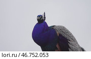 Peacocks sitting on branch in forest. Стоковое видео, видеограф Михаил Коханчиков / Фотобанк Лори