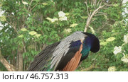 Peacocks sitting on branch in forest. Стоковое видео, видеограф Михаил Коханчиков / Фотобанк Лори