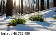 The first spring flowers. White snowdrops in the forest close-up in the morning sun. Spring time. Стоковое AI-изображение, AI-художник Photojuli / Фотобанк Лори