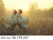 Two white hens stand side by side in a snowy field in the rays of the rising or setting sun. Their red combs and wattles contrast with the soft tones of the landscape. The background is blurred, with warm golden tones creating an atmosphere of coziness and rural harmony. Frosty hoarfrost covers the grass and plants, emphasizing the winter or autumn freshness of the morning. The hens look friendly and calm, as if posing for a photo. Стоковое AI-изображение, AI-художник Анна Кривицкая / Фотобанк Лори