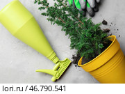 Композиция с перчатками для садоводства, опрыскиватель и растений на светлом фоне. Стоковое фото, фотограф Pixel_shot / Фотобанк Лори