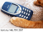 Belarus, Minsk - 11.01.2025: A cat is peacefully laying next to a classic Nokia cell phone. Редакционное фото, фотограф Аксенова Вера / Фотобанк Лори