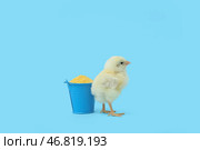 Ведро с просом и милой маленькой цыпленком на голубом фоне. Стоковое фото, фотограф Pixel_shot / Фотобанк Лори