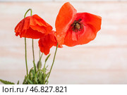 Прекрасные маковые цветы на светлом деревянном фоне, крупным планом. День памяти. Стоковое фото, фотограф Pixel_shot / Фотобанк Лори
