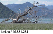 Cormorant birds on Lake Skadar in Montenegro. Стоковое видео, видеограф Михаил Коханчиков / Фотобанк Лори