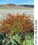 Ревень татарский (Rheum tataricum L. f., семейство Polygonaceae). Астраханская степь, Богдинско-Баскунчакский заповедник, Ахтубинский район. Редакционное фото, фотограф Павел Просянов / Фотобанк Лори