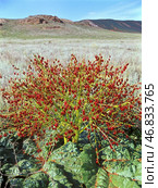 Ревень татарский Rheum tataricum L. f. (семейство Polygonaceae) . Астраханская степь, Богдинско-Баскунчакский заповедник, Ахтубинский район. Редакционное фото, фотограф Павел Просянов / Фотобанк Лори