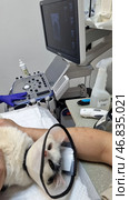 The process of a veterinary ultrasound examination of a cat. The white cat with black spots wears a protective collar that prevents it from licking itself or disturbing the treated areas of its body. A veterinarian in purple gloves operates an ultrasound machine, the image from which is displayed on a screen. The cat is in the arms of the owner, who supports it during the procedure. Various medical instruments are also visible on the table, including a spray with the inscription "ALCOHOLIC ULTRASONIC" and an infrared thermometer. Стоковое фото, фотограф Анна Кривицкая / Фотобанк Лори