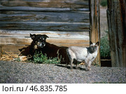 Собака и кошка на улице, у калитке. Окраина старой Астрахани. Стоковое фото, фотограф Павел Просянов / Фотобанк Лори