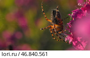 Blooming pink and purple meadow with a spider on the flowerbed in the garden. Creative. Close up of orange and black spider on a soft petal of a flower. Стоковое фото, фотограф Данил Руденко / Фотобанк Лори