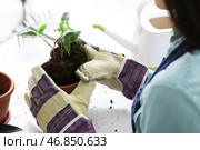 Красивая молодая женщина-садовница пересаживает растение дома, крупным планом. Стоковое фото, фотограф Pixel_shot / Фотобанк Лори