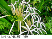 Tropical flower Crinum mauritianum Lodd, Hainan Island, China, May 2011. Стоковое фото, фотограф Александр Карпенко / Фотобанк Лори