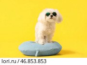 Очаровательная болонка в солнечных очках на дорожной подушке на желтом фоне. Стоковое фото, фотограф Pixel_shot / Фотобанк Лори