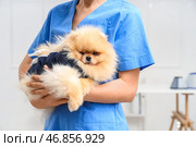 Женский ветеринар с померанской собакой, носящей защитный костюм после стерилизации в клинике, крупным планом. Стоковое фото, фотограф Pixel_shot / Фотобанк Лори