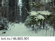 Снегоходная тропа в зимнем лесу. Стоковое фото, фотограф Илья Юрукин / Фотобанк Лори
