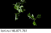 Parsley leaves fall down on a black background. Стоковое фото, фотограф David Kashakhi / Фотобанк Лори