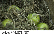 Juicy ripe apples and pears lay chest harvest. Стоковое фото, фотограф David Kashakhi / Фотобанк Лори