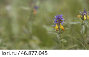 Summer forest flowers, yellow and purple beautiful cow-wheat Melampyrum nemorosum . Стоковое фото, фотограф David Kashakhi / Фотобанк Лори