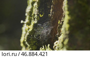 Large spiderweb , on a tree, on morning dew, with natural background, very solid cobweb. Стоковое фото, фотограф David Kashakhi / Фотобанк Лори
