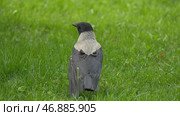 Black jungle crow standing and eating a piece of bread on the green grass. Стоковое фото, фотограф David Kashakhi / Фотобанк Лори