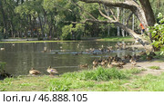 Ducks in the Green Park on a beautiful summer day. Стоковое фото, фотограф David Kashakhi / Фотобанк Лори