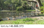 Ducks in the Green Park on a beautiful summer day. Стоковое фото, фотограф David Kashakhi / Фотобанк Лори