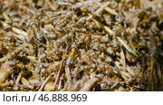 Anthill in the forest closeup. Стоковое фото, фотограф David Kashakhi / Фотобанк Лори