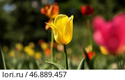 Colorful spring flowers on blurred background, beautification of the urban territory. Стоковое фото, фотограф David Kashakhi / Фотобанк Лори