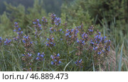Medicinal and nectar plant, blossoming Dracocephalum moldavica in a rainy summer day. Стоковое фото, фотограф David Kashakhi / Фотобанк Лори