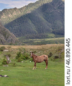 A horse is grazing in a meadow. Стоковое фото, фотограф Сергей Пристяжнюк (Serg Zastavkin) / Фотобанк Лори