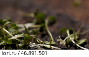 Vitamin dietary microgreen of mustard falling down on wooden rustic surface, food and gastronomy concept. Стоковое фото, фотограф David Kashakhi / Фотобанк Лори
