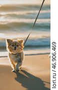 Small dog running on the beach at sunrise. Стоковое AI-видео, аниматор Юрий Поздников / Фотобанк Лори