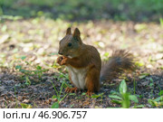Белка есть орешек (2019 год). Стоковое фото, фотограф YuryKara / Фотобанк Лори