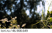 White midges fly randomly with the forest on the background. Стоковое фото, фотограф David Kashakhi / Фотобанк Лори