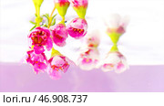 A bunch of flowers and buds of pink geranium on a stem on a pink background. Стоковая иллюстрация, иллюстратор David Kashakhi / Фотобанк Лори