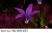 Small purple bright flowers with raindrops and bright sun on top. Стоковое фото, фотограф David Kashakhi / Фотобанк Лори