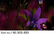 Small purple bright flowers with raindrops and bright sun on top. Стоковое фото, фотограф David Kashakhi / Фотобанк Лори