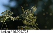 Summer midges in the green meadow flying against blurred background of trees and sky. Стоковое фото, фотограф David Kashakhi / Фотобанк Лори