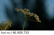 Natural background with tiny midges flying above growing plants. Стоковое фото, фотограф David Kashakhi / Фотобанк Лори