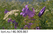 Small purple flowers growing in the green grass fluctuate slightly from the wind. Стоковое фото, фотограф David Kashakhi / Фотобанк Лори