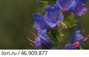 Close up of beautiful purple flowers growing on the blurred field on the background. Стоковое фото, фотограф David Kashakhi / Фотобанк Лори