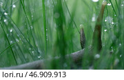 Close up of a snail among grass with liquid water drops. Стоковое фото, фотограф David Kashakhi / Фотобанк Лори