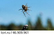 The spider takes a large gray stone and carries it along the web and in the background you can see a bright blue cloudless sky. Стоковое фото, фотограф David Kashakhi / Фотобанк Лори