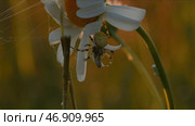 Close up of spider on chamomile flower, summer field. Стоковое фото, фотограф David Kashakhi / Фотобанк Лори