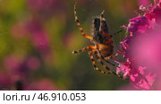 Blooming pink and purple meadow with a spider on the flowerbed in the garden. Стоковое фото, фотограф David Kashakhi / Фотобанк Лори