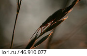 Macro photography of flowers on which insects crawl in the grass. Стоковое фото, фотограф David Kashakhi / Фотобанк Лори