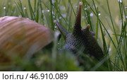 Snail antennae in green grass and dew. Стоковое фото, фотограф David Kashakhi / Фотобанк Лори