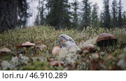 Several brown mushrooms have grown in the meadow. Стоковое фото, фотограф David Kashakhi / Фотобанк Лори