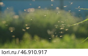 Lot of midges are flying in meadow on background of sun's rays. Стоковое фото, фотограф David Kashakhi / Фотобанк Лори